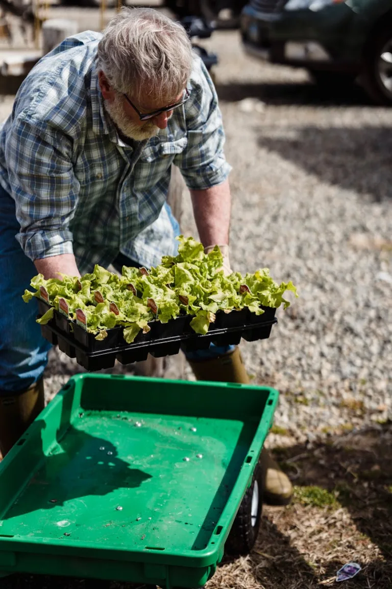 middle aged man carrying box with green lettuce