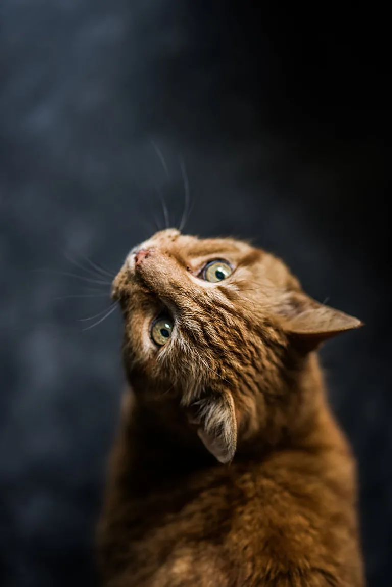 selective focus photography of cat
