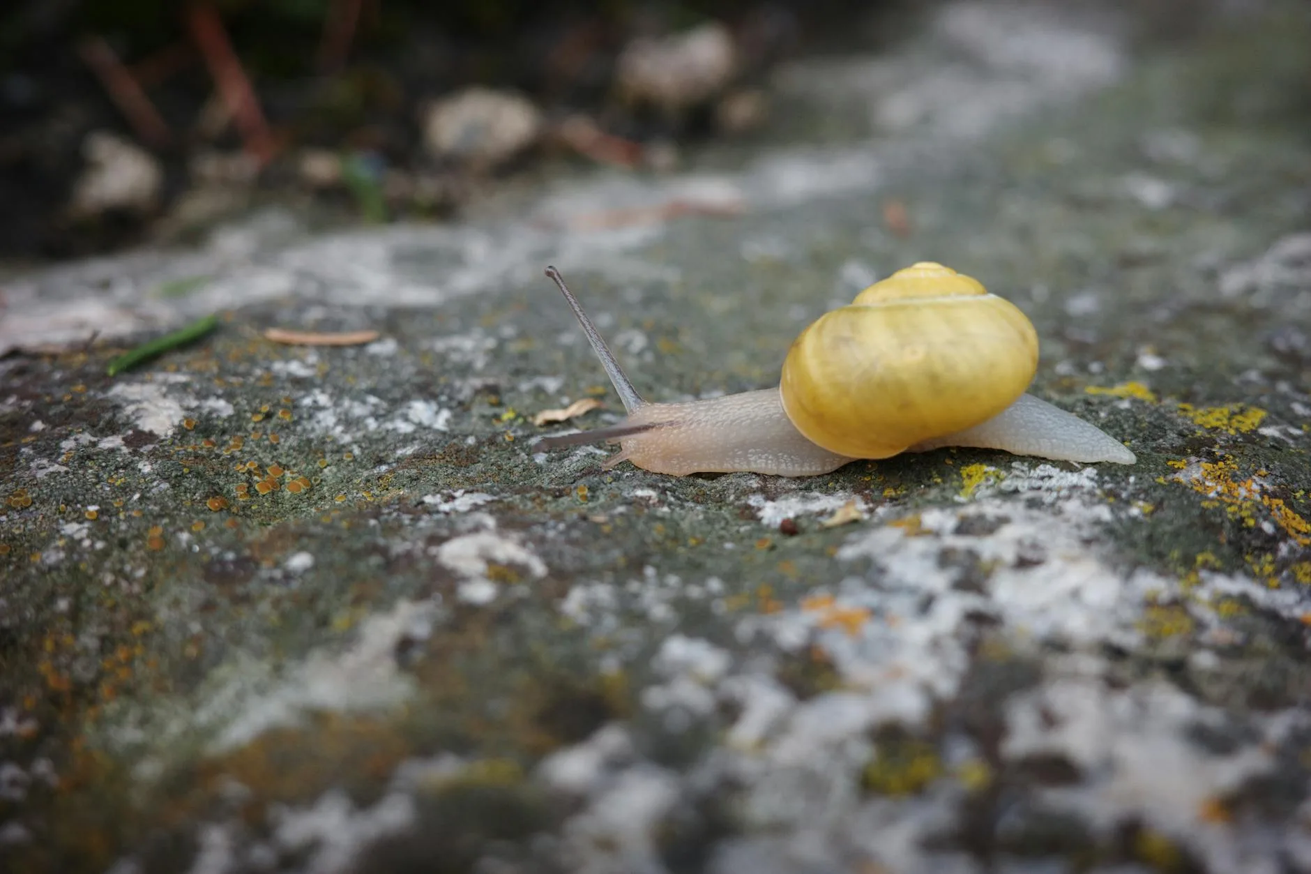 close up of a yellow snail on lichen covered rock