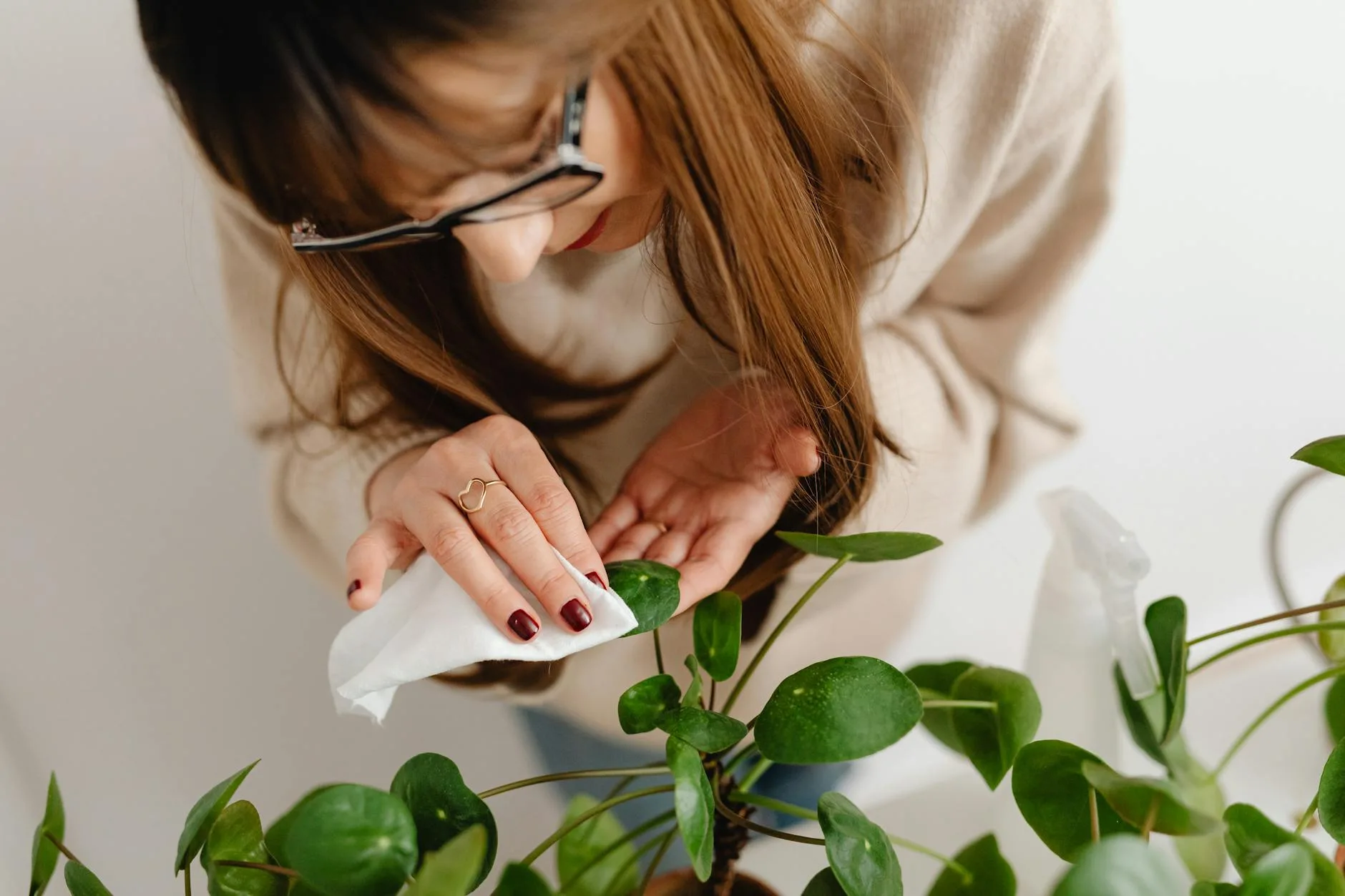 woman wiping leaves of a houseplant